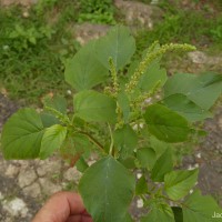 Amaranthus viridis L.